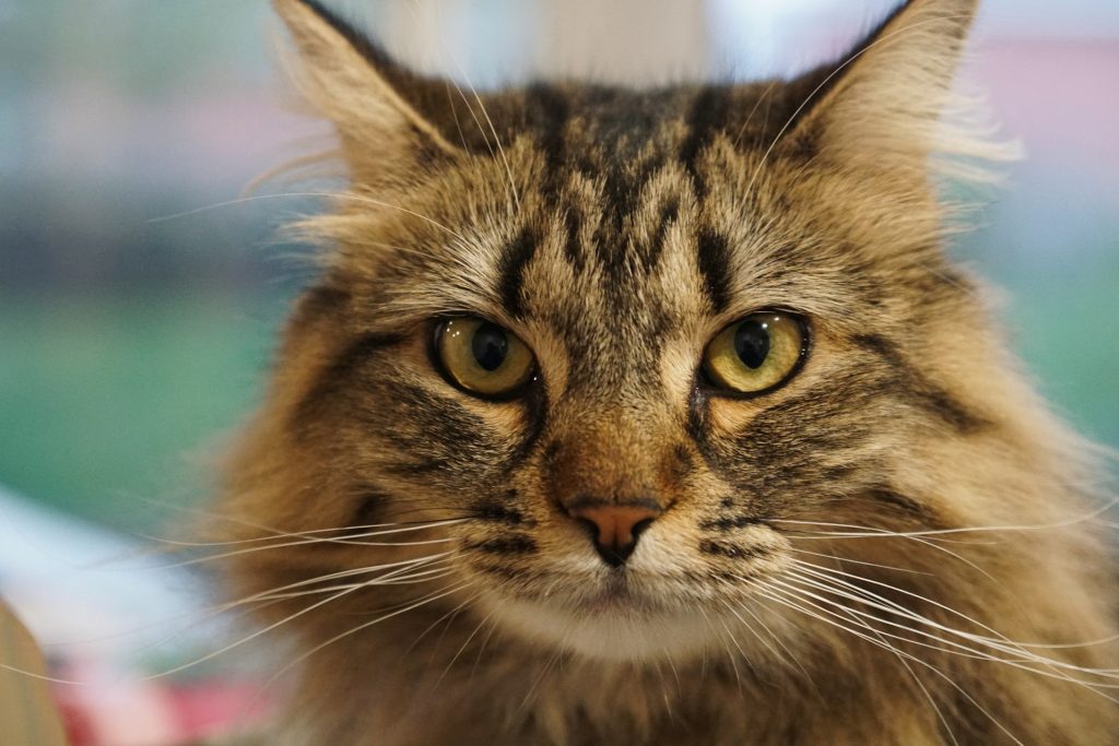 Prenez soin de votre animal avec un magasin animaux Maxi Zoo