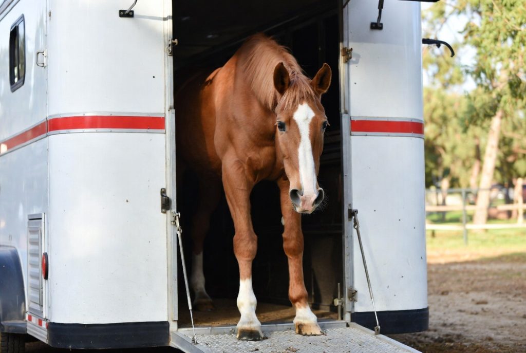 El especialista del transporte de caballos