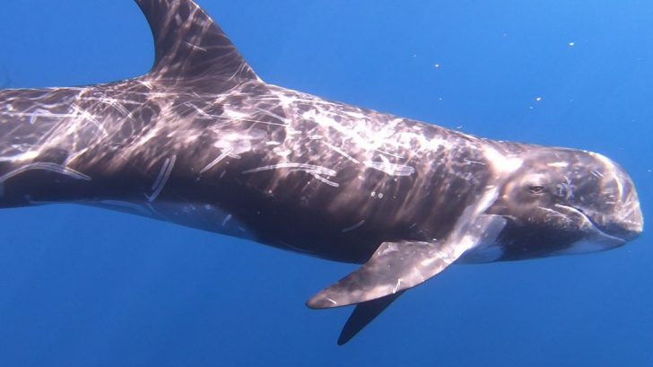 nager-dauphin